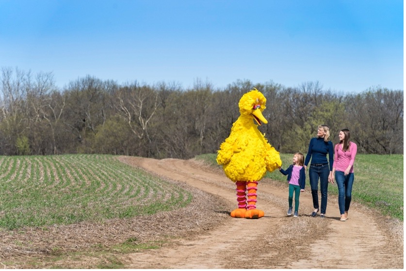Photo of Big Bird walking with a family